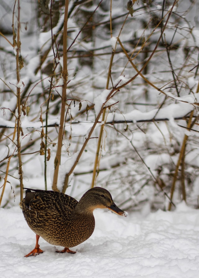 Photograph of a duck standing in the snow next to a tree.